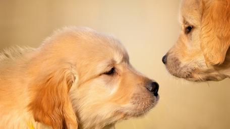 Golden Retriever Puppies Greet Each Other wallpaper