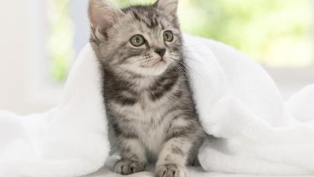 Adorable Kitten Peeking from Under a Blanket wallpaper