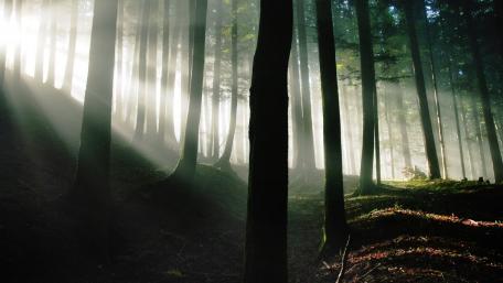 Mysterious Forest Embraced by Sunlight and Fog wallpaper