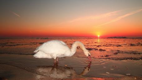 Serene Swan at Sunset Over Tranquil Waters wallpaper