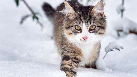 Winter Whiskers of a Playful Kitten wallpaper