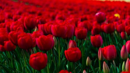 Vibrant Red Tulip Garden Filled with Blossoms wallpaper