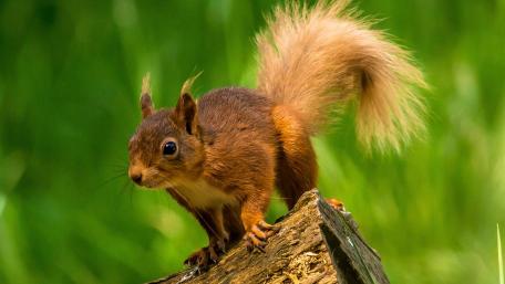 Squirrel in Nature's Embrace wallpaper