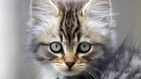 Adorable Kitten Close-Up Capturing Whiskers and Innocence wallpaper