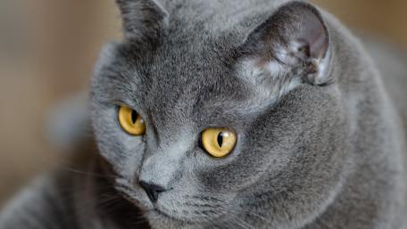 Mystical Gray Cat with Stunning Golden Eyes wallpaper