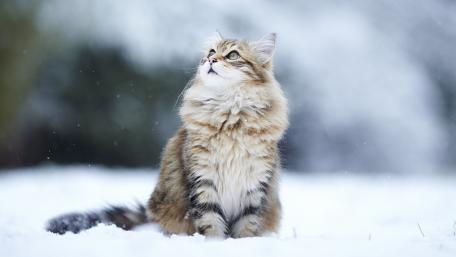 Majestic Kitten in a Snowy Landscape wallpaper