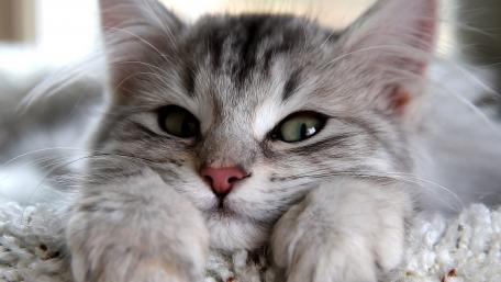 Adorable Kitten with Enchanting Whiskers and Captivating Eyes wallpaper
