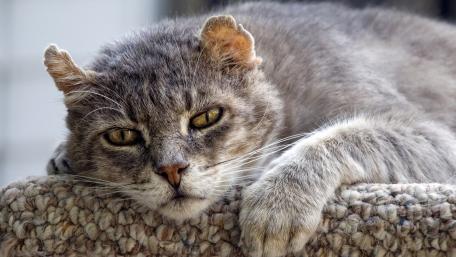 Majestic Feline Relaxing Gracefully wallpaper