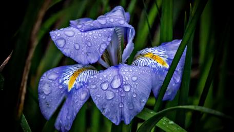 Vibrant Purple Irises with Dew Drops wallpaper