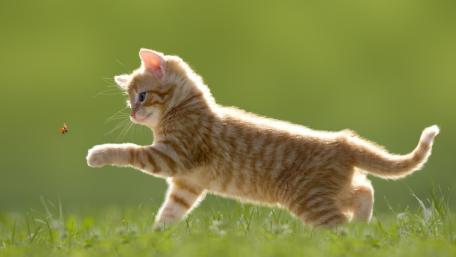 Curious Kitten Chasing a Bug in Soft Grass wallpaper