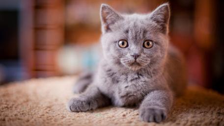 Adorable Gray Kitten with Whiskers Relaxing on Carpet wallpaper