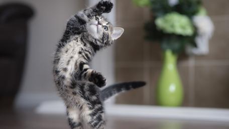 Playful Kitten Dancing with Whiskers and Paws wallpaper