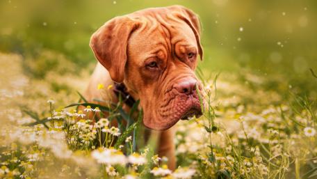 Gentle Mastiff in Flowering Field of Dreams wallpaper