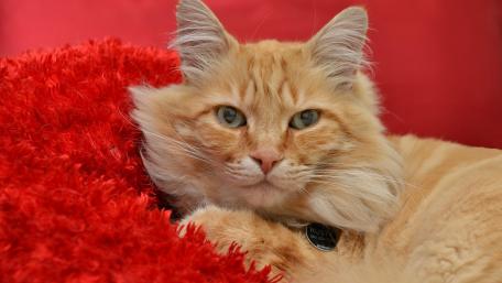 Charming Ginger Kitten Relaxing on Red Blanket wallpaper