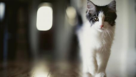 Charming Kitten Strolling Through a Room wallpaper
