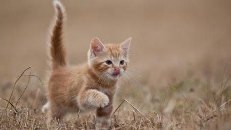 Playful Ginger Kitten in the Grass wallpaper
