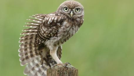 Majestic Close-Up of an Owl in Nature wallpaper