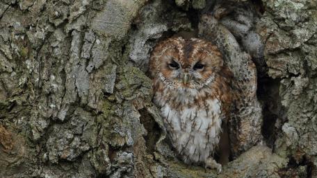 Majestic Brown Owl in Nature's Embrace wallpaper