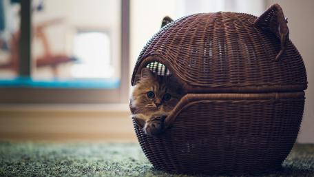 Cozy Kitten in a Wicker Basket wallpaper