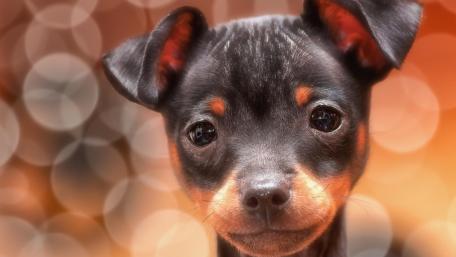 Cute Chihuahua Puppy Close-Up Wallpaper wallpaper