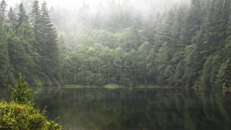 Serene Foggy Forest Reflections wallpaper