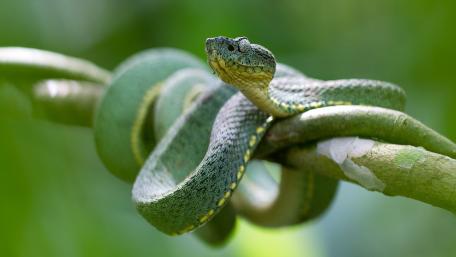 Emerald Beauty of Nature's Reptiles wallpaper