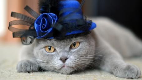 Cute Kitten in a Stylish Hat wallpaper