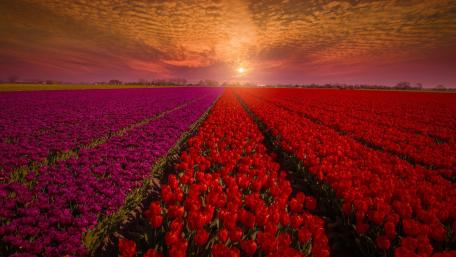 Vibrant Tulip Fields Under a Stunning Sky wallpaper