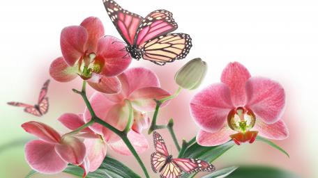 Butterfly Delicacy on Pink Orchids wallpaper