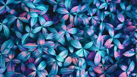folhas wallpaper