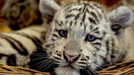 Adorable White Tiger Cub Close-Up wallpaper