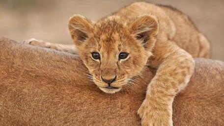 Adorable Lion Cub Resting on Parent's Back wallpaper