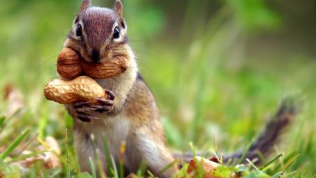 Charming Red Squirrel with Peanuts wallpaper