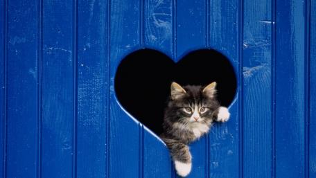 Adorable Kitten Peeking Through Heart Shaped Window wallpaper