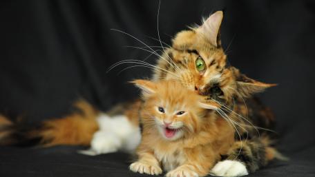Playful Bond Between Mother and Kitten wallpaper