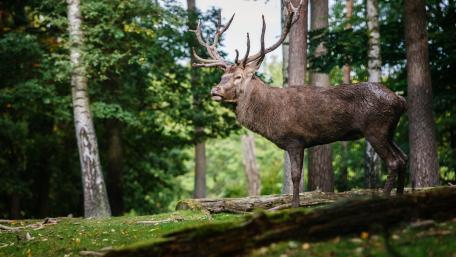 Majestic Deer in Serene Forest Scene wallpaper