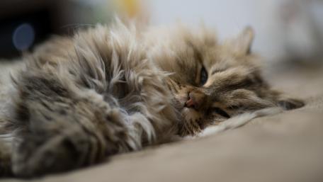 Cozy Kitten Moment Sleeping Peacefully wallpaper