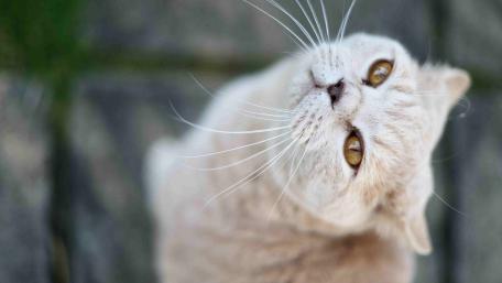 Charming Kitten with Whiskers Looking Upwards wallpaper