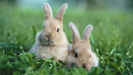 Charming Rabbits Relaxing in Lush Grass wallpaper