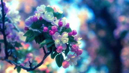 Colorful Blossoms in Blooming Beauty wallpaper
