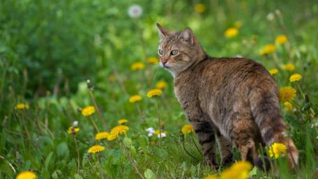 Graceful Cat in a Flowering Meadow wallpaper
