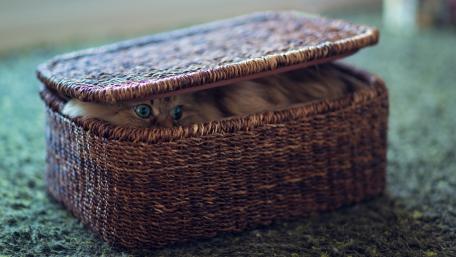 Curious Kitten Hidden in a Basket wallpaper