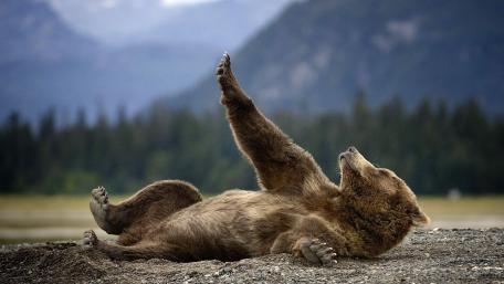 Playful Grizzly Bear Enjoying Its Environment wallpaper
