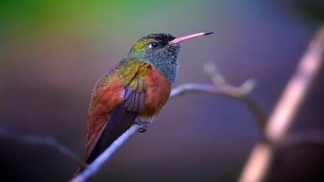 Vibrant Hummingbird Perched Elegantly on a Branch wallpaper