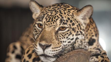 Majestic Leopard Resting in Its Habitat wallpaper