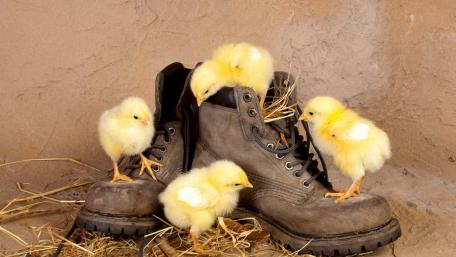 Charming Chicks in Rustic Boots wallpaper