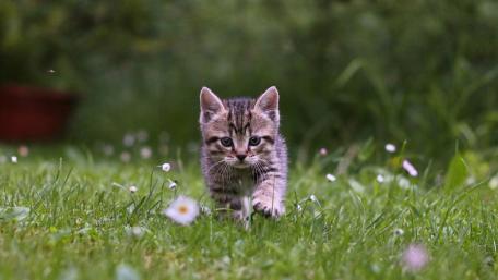 Adorable Kitten Strolling Through the Grass wallpaper