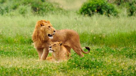 Majestic Lions in Their Natural Habitat wallpaper
