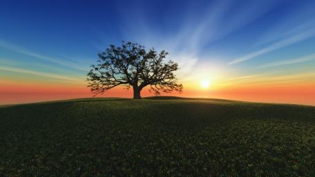 Tranquil Sunset Over a Majestic Tree wallpaper