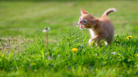 Playful Kitten Chasing its Prey in the Grass wallpaper